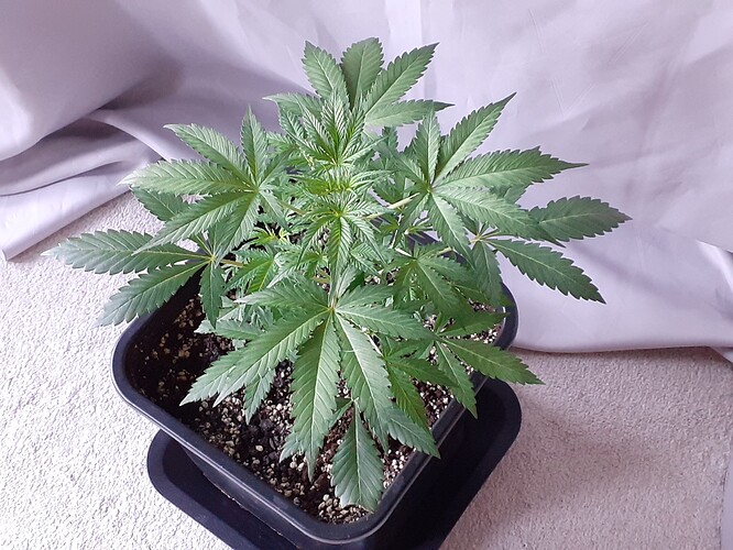 Growreport Bild 113