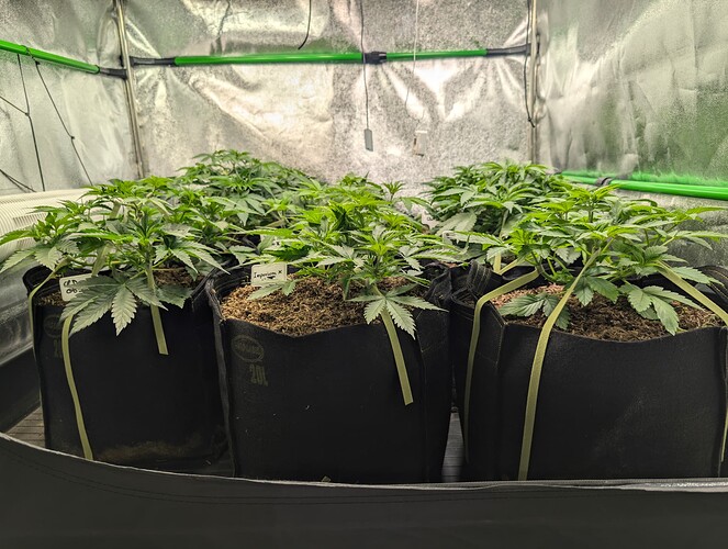 Growreport Bild 1