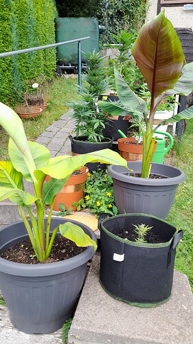Growreport Bild 27