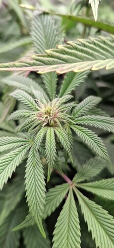 Growreport Bild 3