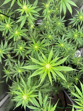 Growreport Bild 4