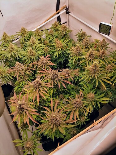 Growreport Bild 8