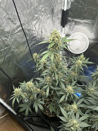 Growreport Bild 4