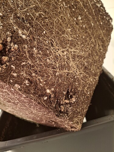 Growreport Bild 8