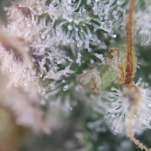 Growreport Bild 11
