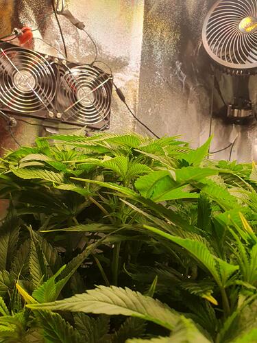 Growreport Bild 3