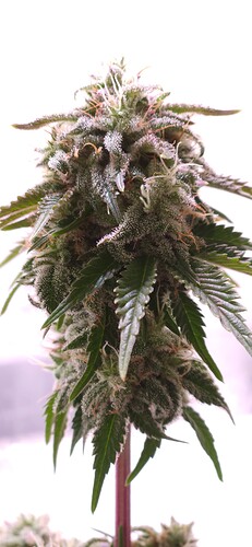 Growreport Bild 4