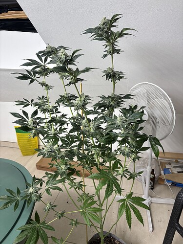Growreport Bild 27