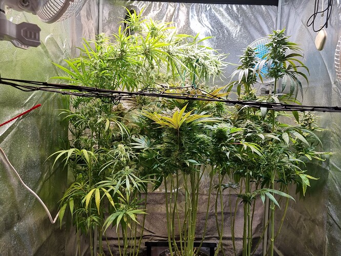 Mehrere Cannabispflanzen in einer Growbox, die sich im Wuchsstadium befinden und von mehreren Ventilatoren beleuchtet werden.