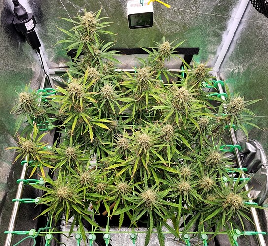 Growreport Bild 53