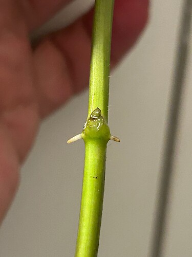 Growreport Bild 2