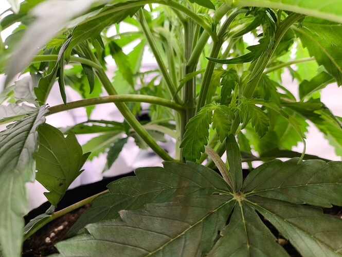 Growreport Bild 2