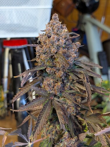 Growreport Bild 1