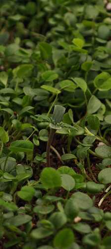 Growreport Bild 13