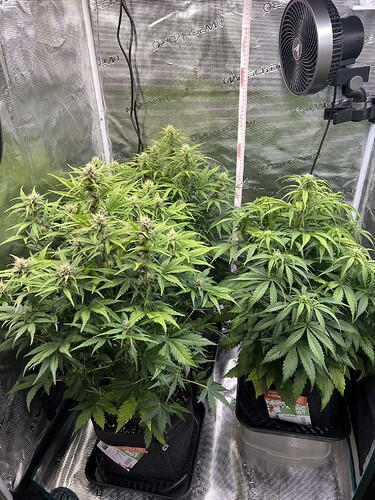 Growreport Bild 15