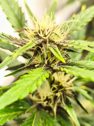 Growreport Bild 12