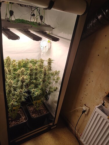 Growreport Bild 28