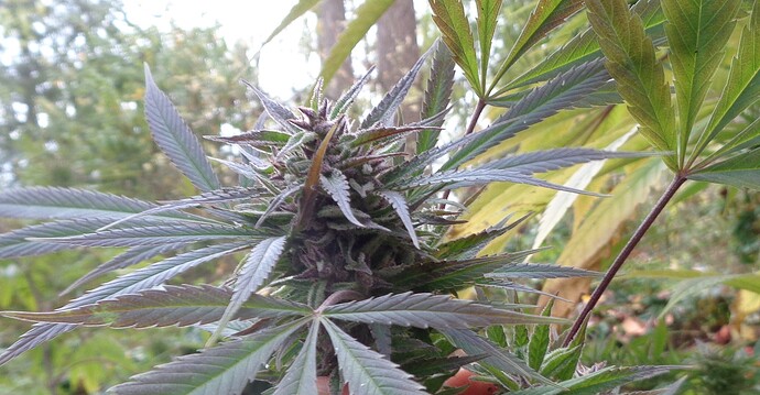 Purple Satellite 1
