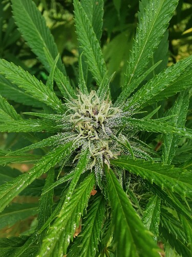 Growreport Bild 7
