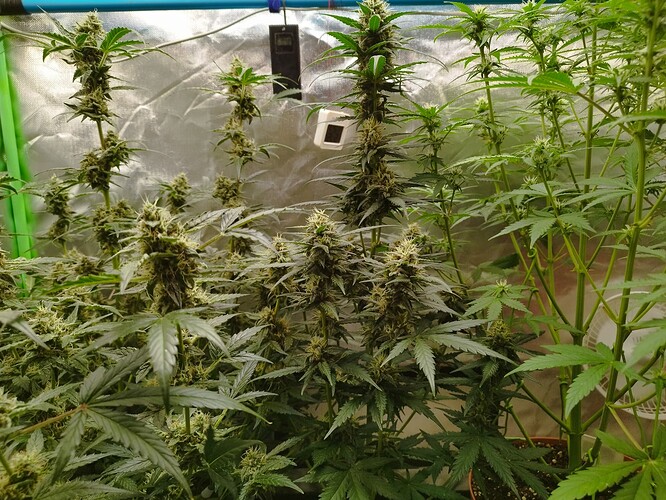 Mehrere Cannabis-Pflanzen in der Blütephase, mit dichten Blütenständen und breiten Blättern.