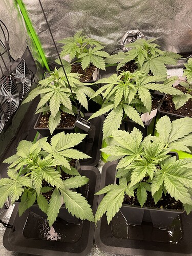 Growreport Bild 2