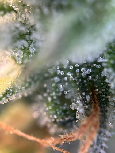 Growreport Bild 13