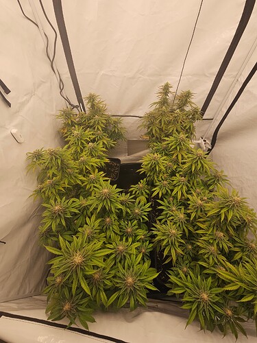 Growreport Bild 2