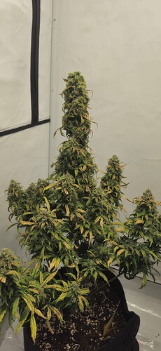 Growreport Bild 3