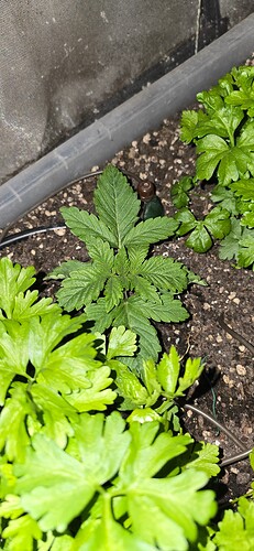 Growreport Bild 11