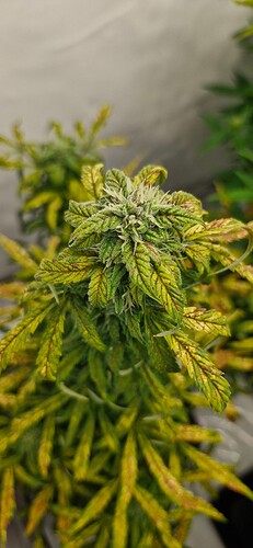 Growreport Bild 1