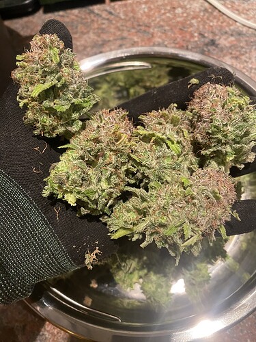 Growreport Bild 3