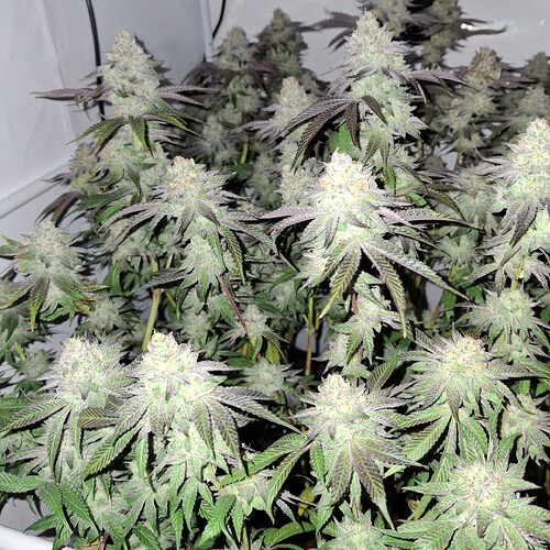 Growreport Bild 24