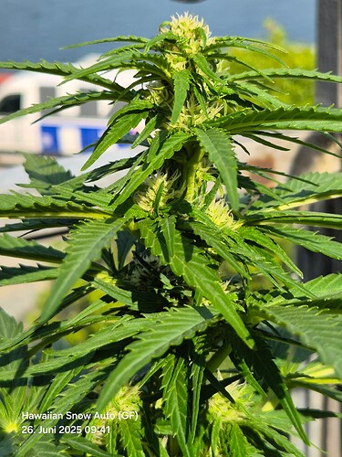 Hawaiian Snow Auto (Ganja Farmer) (Top)