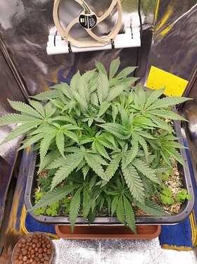 Ayahuasca Purple_1  21.12.2024
