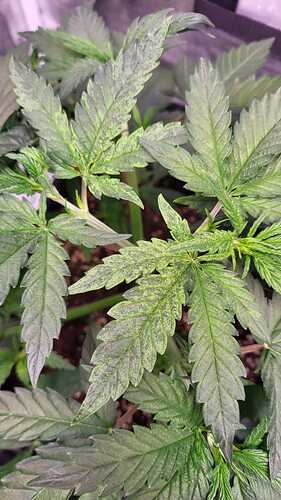 Growreport Bild 16