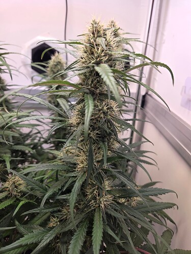Growreport Bild 11