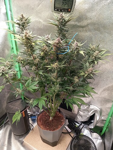 Growreport Bild 6
