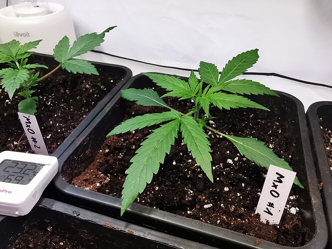 Growreport Bild 5