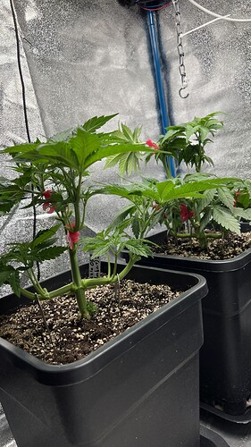 Growreport Bild 5