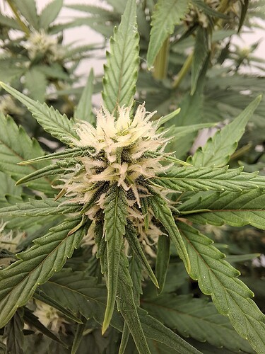 Growreport Bild 125