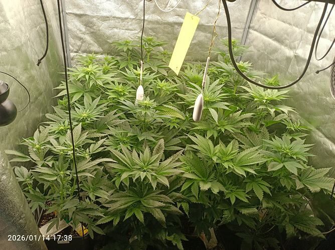 Growreport Bild 6