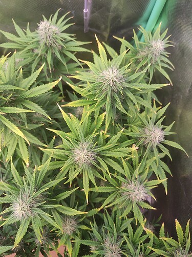 Growreport Bild 5