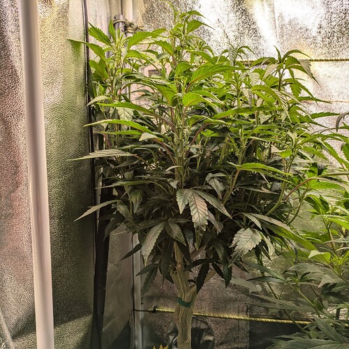 Growreport Bild 7