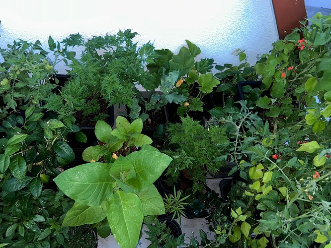 Growreport Bild 43