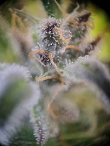 IMG_20250122_070733827_HDR