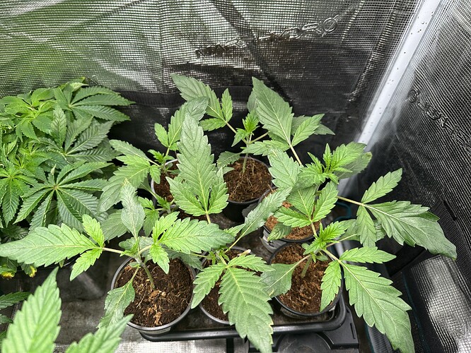 Growreport Bild 6