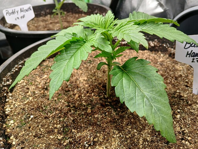 Growreport Bild 6