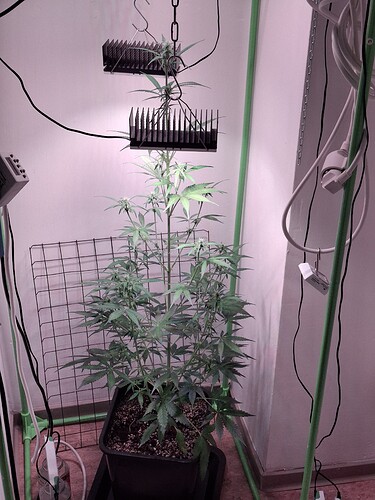 Growreport Bild 172