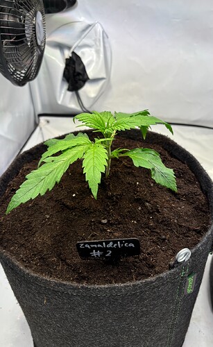Growreport Bild 5