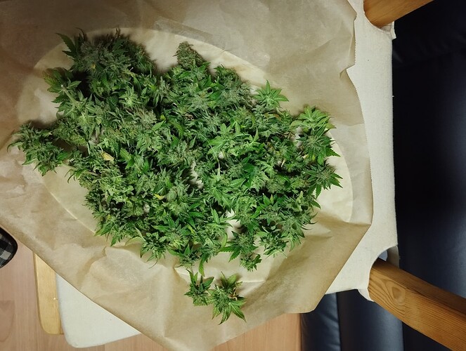 IMG_20250108_234842 - Kopie